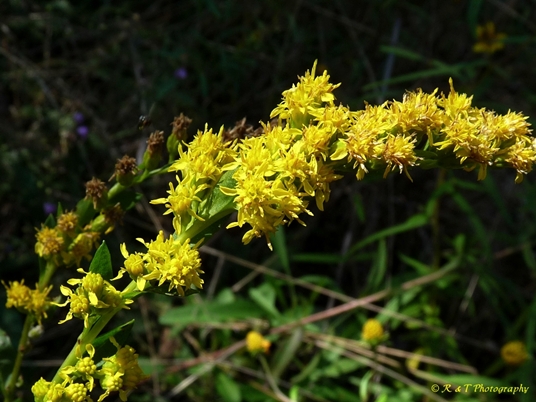 {Solidago gracillima}